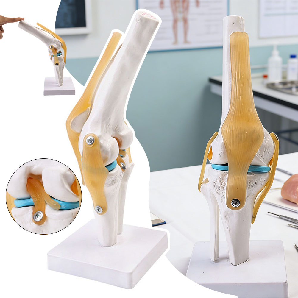 Anatomical Medical-Knee Joint  - Science Hobbyist 评论和价格