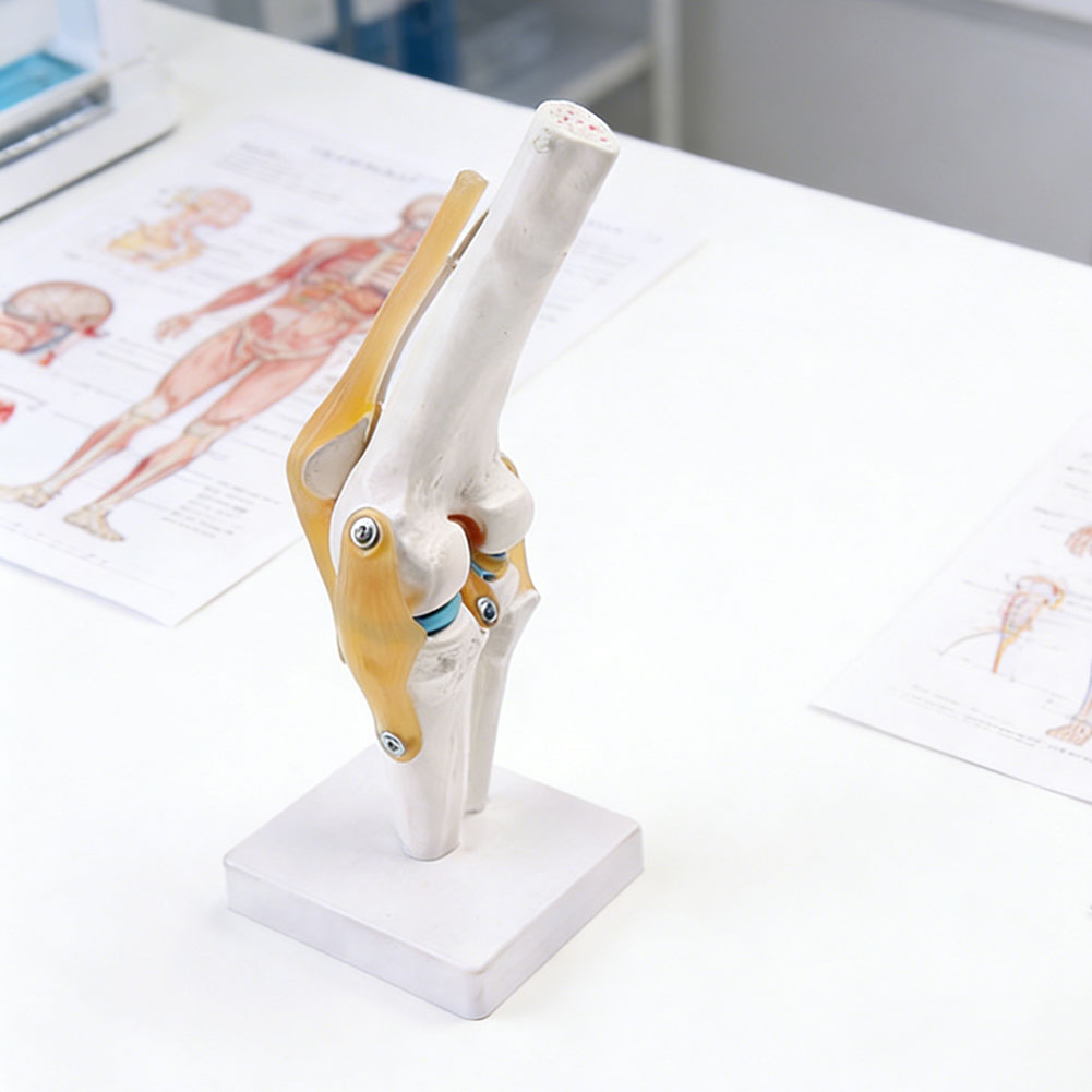 Anatomical Medical-Knee Joint  - Science Hobbyist 评论和价格