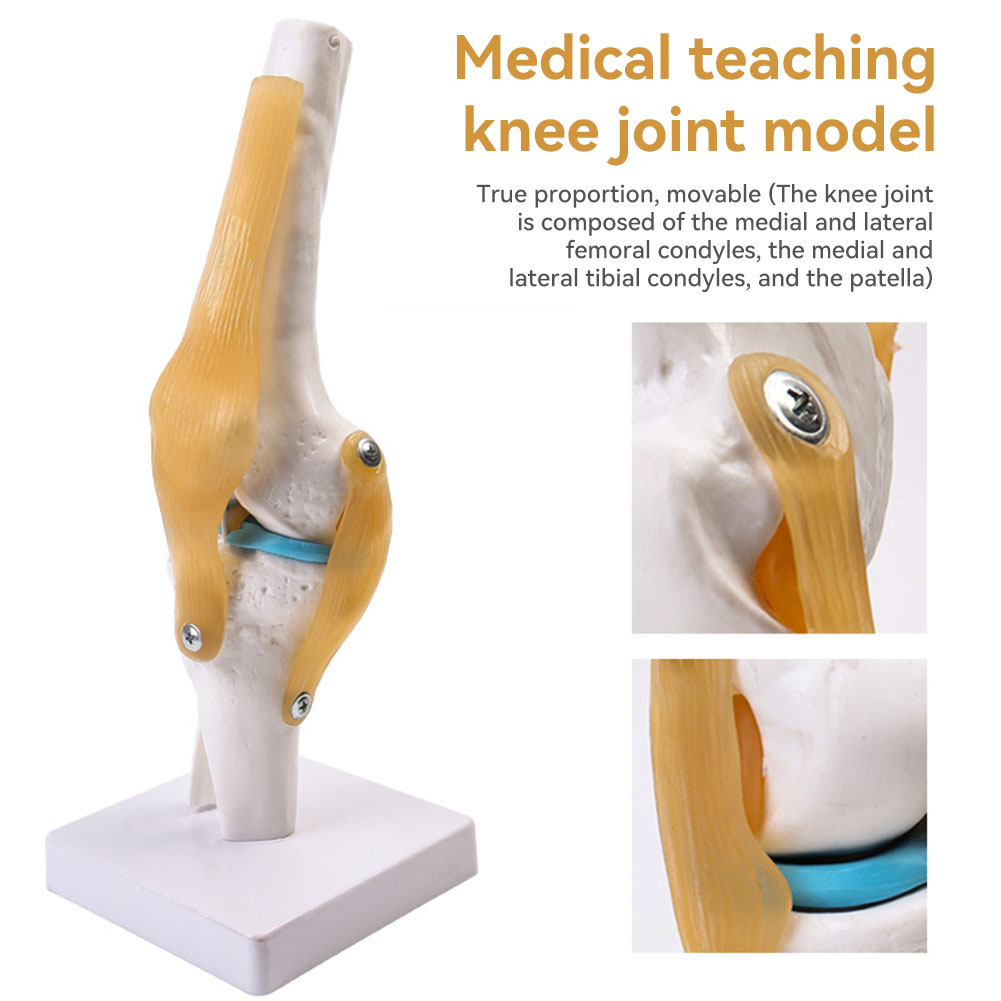 Anatomical Medical-Knee Joint  - Science Hobbyist 评论和价格